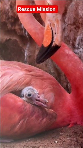 Falling but Learning – Baby Flamingo’s First Steps