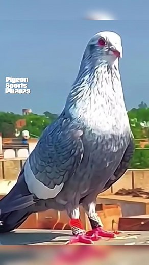Fancy Pigeon Color Varieties and Sports