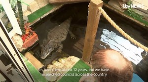 106K views · 560 reactions | A six-foot crocodile living in a suburban conservatory is one of the exotic animals kept as a pet, as ITV News investigates the wild and dangerous species in your neighbourhood. Read more here: https://bit.ly/2KG4mtI | ITV News | Facebook