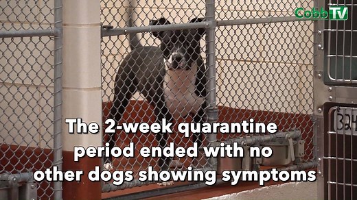 11K views · 191 reactions | VIDEO -- Good news! Cobb County’s Animal...