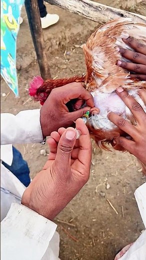 Treating Chicken: Antibiotic Injection