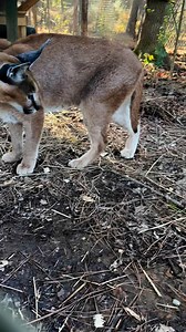 Sometimes enrichment just looks like a stick through a fence. Wild caracals use their speed, claws and jumping abilities to catch birds in the air. Kitwana Caracal uses his natural hunting instincts to catch a stick. #caracal #carolinatigerrescue #sanctuary #predatorsnotpets #pittsboronc #iamwild #truesanctuary #trianglenc #pittsboro | Carolina Tiger Rescue