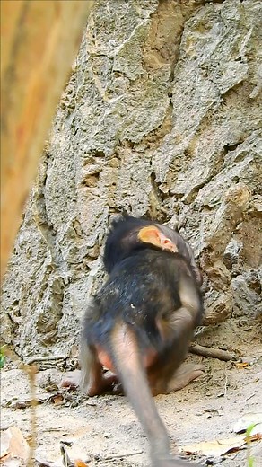 1.6K views · 40 reactions | Monkey Mono on Reels | Facebook