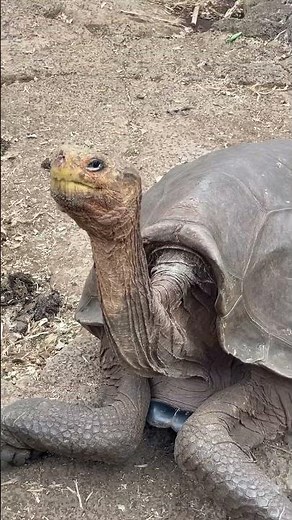 Solitario George especie de tortuga terrestre gigante de las islas Galápagos.