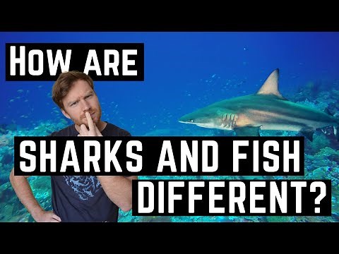 How are SHARKS and FISH different? What makes SHARKS so unique from most other fish in the OCEAN!?