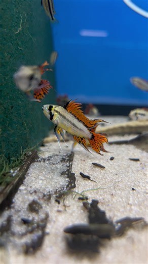 Apistogramma cacatuoides Triple Red Cockatoo . #ApistogrammaCacatuoides #TripleRedCockatoo3. #ColorfulCichlids4. #AquariumLife5. #ExoticFish6. #TropicalFish7. #CichlidCommunity8. #BeautifulAquariums9. #Fishkeeping10. #AquaticPets11. #FishLovers12. #Aquascaping13. #CichlidEnthusiast14. #ColorfulAquariums15. #CockatooCichlid | Imperial Tropicals