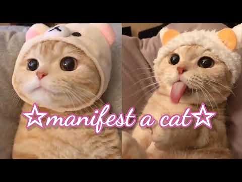 ❝manifest a cat❞ ✧ (powerful) ༄ subliminal