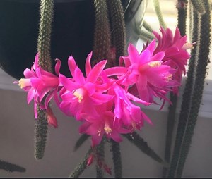 4'' Disocactus Flagelliformis. Rat Tail Cactus. - Etsy