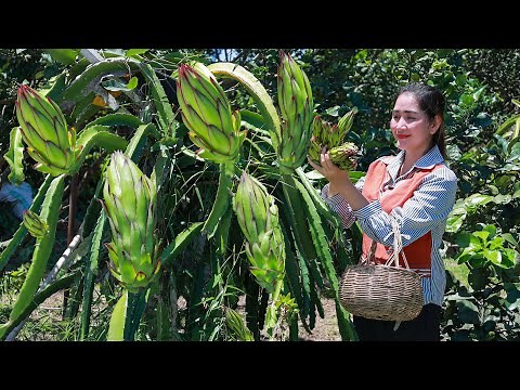 Dragon Fruit flower - How to eat dragon fruit flower - My favorite flower fruit