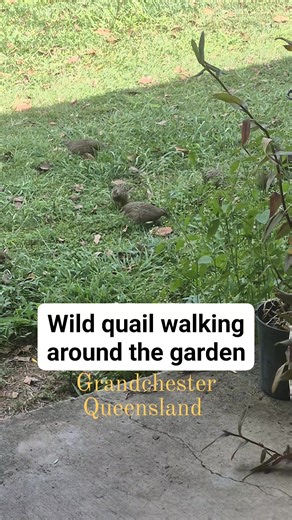 101 reactions · 6 comments | #queensland #quail #birdlife #australianbirds #birds #birdwatching #birdsofinstagram #australia | Leanne Owens | Facebook