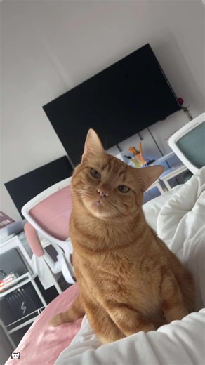 Hilarious Orange Cat Moments That Will Make You Laugh