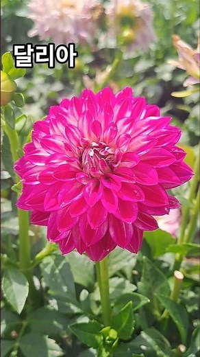 달리아 / Dahlia / 大丽花 / 꽃말 : 우아함, 감사, 품격