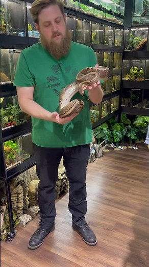 How big will a Ball Python get? #reptileshop #tucson #arizona #ballpython #snakes #reptiles #pets