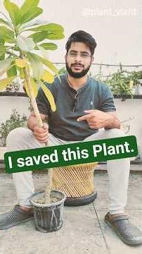 Are Your Plants Root Bound? #plantlovers #plants #gardeninghack #gardeningtips #planttips