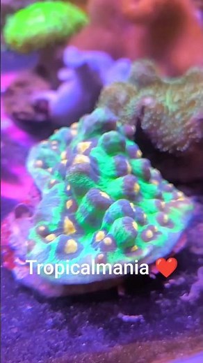 Ancora SUPER ARRIVI DI CORALLI per i vostri acquari .Clicca e guarda il video integrale #minireef
