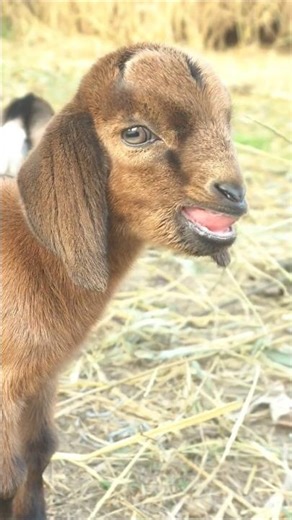 Beautiful Goat Sounds That Will Relax You 🎶🐐