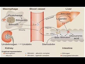 Bilirubin Conjugation ; Definition, Process, Formation, Enzymes, Transport, Excretion