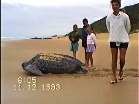 Leatherback Turtle (Best footage EVER recorded on beach in daylight). Very rare!