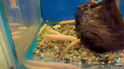 Golden Dojo Loach: A Gleaming Splash of Serenity in the Aquarium Depths. With its shimmering golden hue, this slender loach gracefully weaves through aquatic landscapes, bringing tranquility to every corner. Known for their playful antics and peaceful nature, these loaches add a touch of radiant elegance to freshwater realms.  #GoldenDojoLoach #AquariumBeauty | Pet Zone Tropical Fish, San Diego, California | Facebook