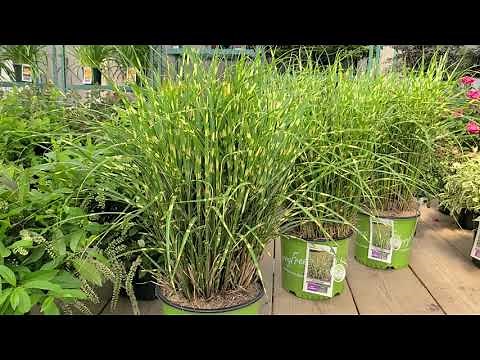 Miscanthus Bandwidth (Infertile Maiden Grass) // Exciting WorryFree® Non-invasive selection✔️😊
