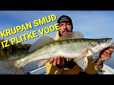 Hladnije vreme i veći komadi.."Smuđ iz plićaka" #jigging #zander #fishing