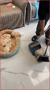 1.1M views · 6.7K reactions | When you have one too many puppies 藍 P.s no puppies were harmed in the making of this video ☺️ | I Love My Chihuahua | Facebook