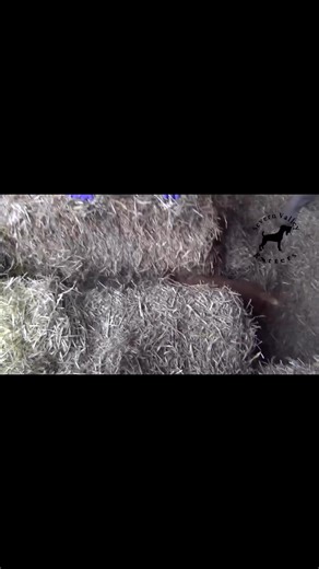 Lightning fast reactions ⚡️ is essential for a good ratting dog - and cameraman 🤣. #ratting #workingdogsofig #pestcontrolservice #farminglifestyle #pestcontroltips #fyp #farminguk #workingdogsuk #fypageシ #fypviralシ | Severn Valley Ratters