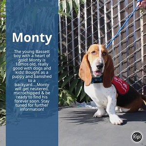 #Monty is a sweet #bassetthound puppy, he is an owner surrender who didn’t have time for him. Monty will get his neuter on and be ready to find his forever soon! #gonetothedogsrescue #letmyloveopenthedoor #dogs via ripl.com | Gone to the Dogs Rescue Inc.