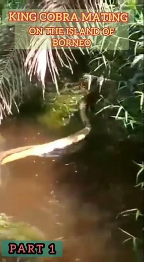 king cobra mating on the island of borneo #shorts