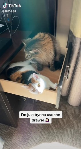 They keep me entertained 🥰 #napkin #eggroll #cats #hotel