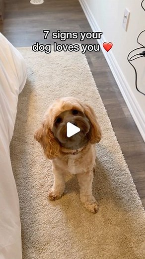 Luna The Mini Cockapoo on Instagram: "The last one makes me question our love 😂❤️ #dogs #puppylove #minicockapoo"