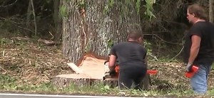 52'' GUM TREE MS 880 MAGNUM STIHL