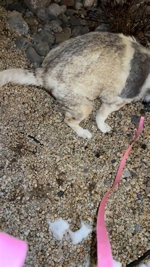 534K views · 20K reactions | Funny dog fart藍藍#dog#funny#funnyanimals#funnypets#animals #dogsoftti | Tails Of Hope | Facebook