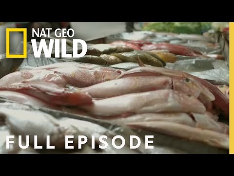 Giants of Taipei (Full Episode) | Fish My City with Mike Iaconelli