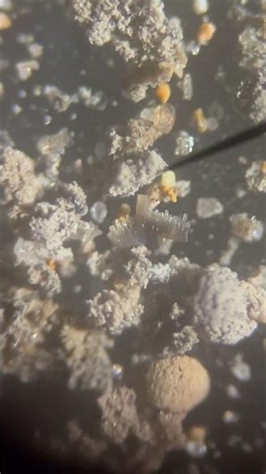 Carboniferous period conodont fossils