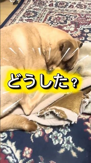 どうした？ ピットブル #ピットブル #大型犬のいる生活 #多頭飼い