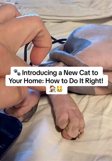 🐾 Introducing a New Cat to Your Home: How to Do It Right! 🏠🐱 In two months, we’re bringing home a new 8-month-old male cat 🐈 to join our two 7-month-old girls 🐈‍⬛🐈‍⬛ — and here’s the plan to make it smooth and stress-free for everyone! ✨ Step-by-step introduction: 📍 1. First days = Isolation The new cat will stay in a separate room for 3–7 days with his own litter box, food, water, toys, and bed. This helps him feel safe and lets our girls adjust to his scent without seeing him. 👃 2. Sce