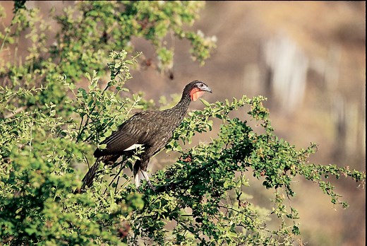 Fauna en peligro: conoce las especies silvestres más amenazadas del Perú