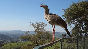 Watch the animal that still shares DNA with a long-extinct creature