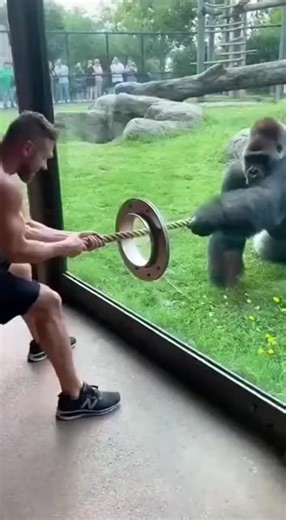 Understanding Gorilla Power and Behavior