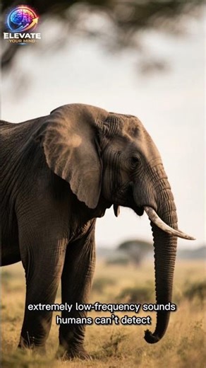 “Human vs Elephant: Hidden Sound World!”‪@ElevateYourMind-l5‬