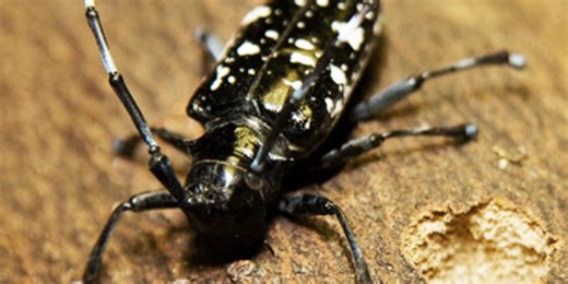 Asian longhorned beetle detected in South Carolina