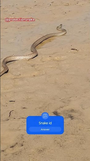 Snake running | | snake speed | | #snake #snakerunning #snakespeed