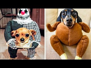 Funniest 😸 Cats And 🐶 Dogs In Hilarious Costumes | Funny Pets