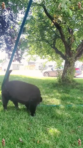 Dogs and insects🤣🐶🐾#dog#funny#funnyanimals#funnypets#animals C