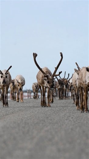 December is here and the reindeer are on their way | Winter wildlife arrival
