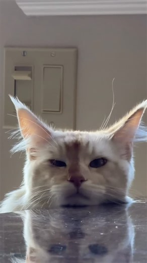 Chelsea Robinson on Instagram: "It’s been four and a half days since Dune came home from the hospital, and last night marked exactly a week since his life saving surgery. Our boy may be lighter, but he’s so much better now! He’s eating, playing (carefully), and just so happy to be home and feeling better 🥹 I’d say this was our best Christmas ever, counting every single blessing. ———————— #mainecoon #lifewithcats"