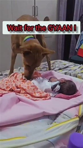 The Desi Dog-father | Dog Trainer | “My dog is very caring…” If that’s what you’re telling yourself while your dog is trying to cover or hide a newborn baby with bedsheets or... | Instagram