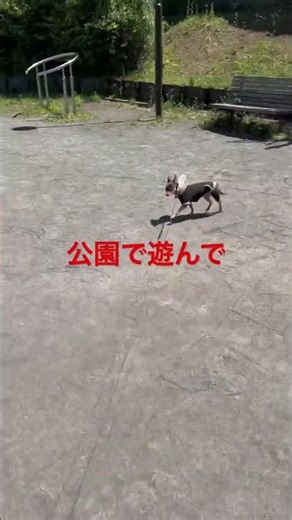 チワピン・カイくんのこどもの日その2 #チワピン #いぬのいる暮らし
