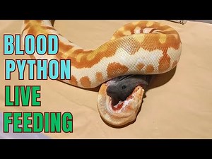 Black rat vs blood python. blood python live feeding